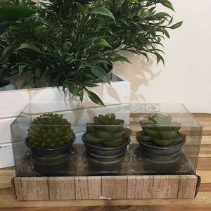 Set Of Three Wax Cactus Candles